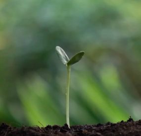 Foto - Ecologia e sustentabilidade