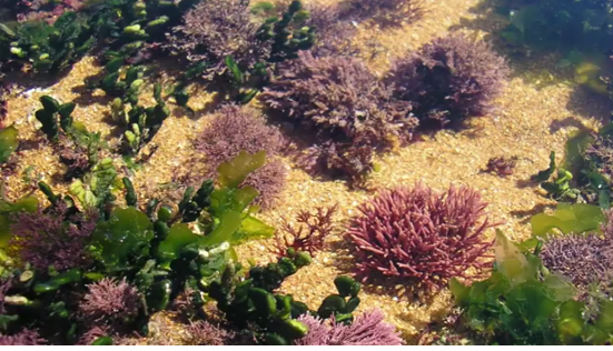 Foto - Algas marinhas como bioindicadores