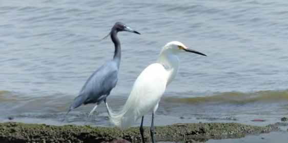 Foto - Avifauna da cidade universitária